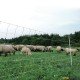 Filet Horinetz avec piquets pour chèvres et moutons - 90cm/50m horizont
