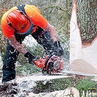 Couper un arbre à la tronçonneuse